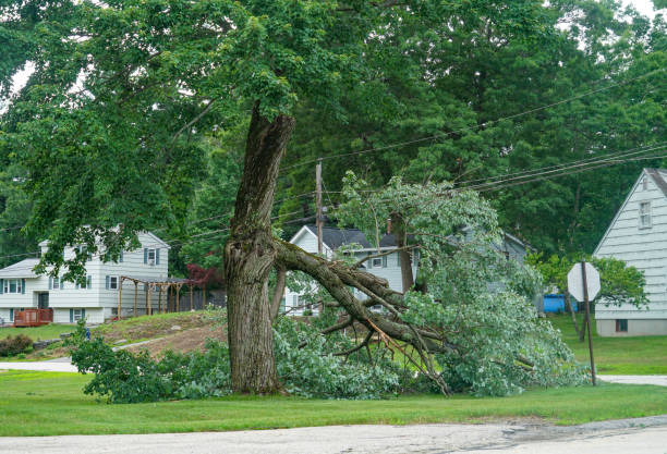 Best Emergency Tree Removal  in Mountain View, AR