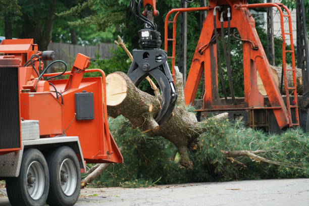 Reliable Mountain View, AR Tree Services Solutions